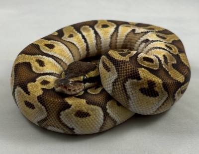 animal image