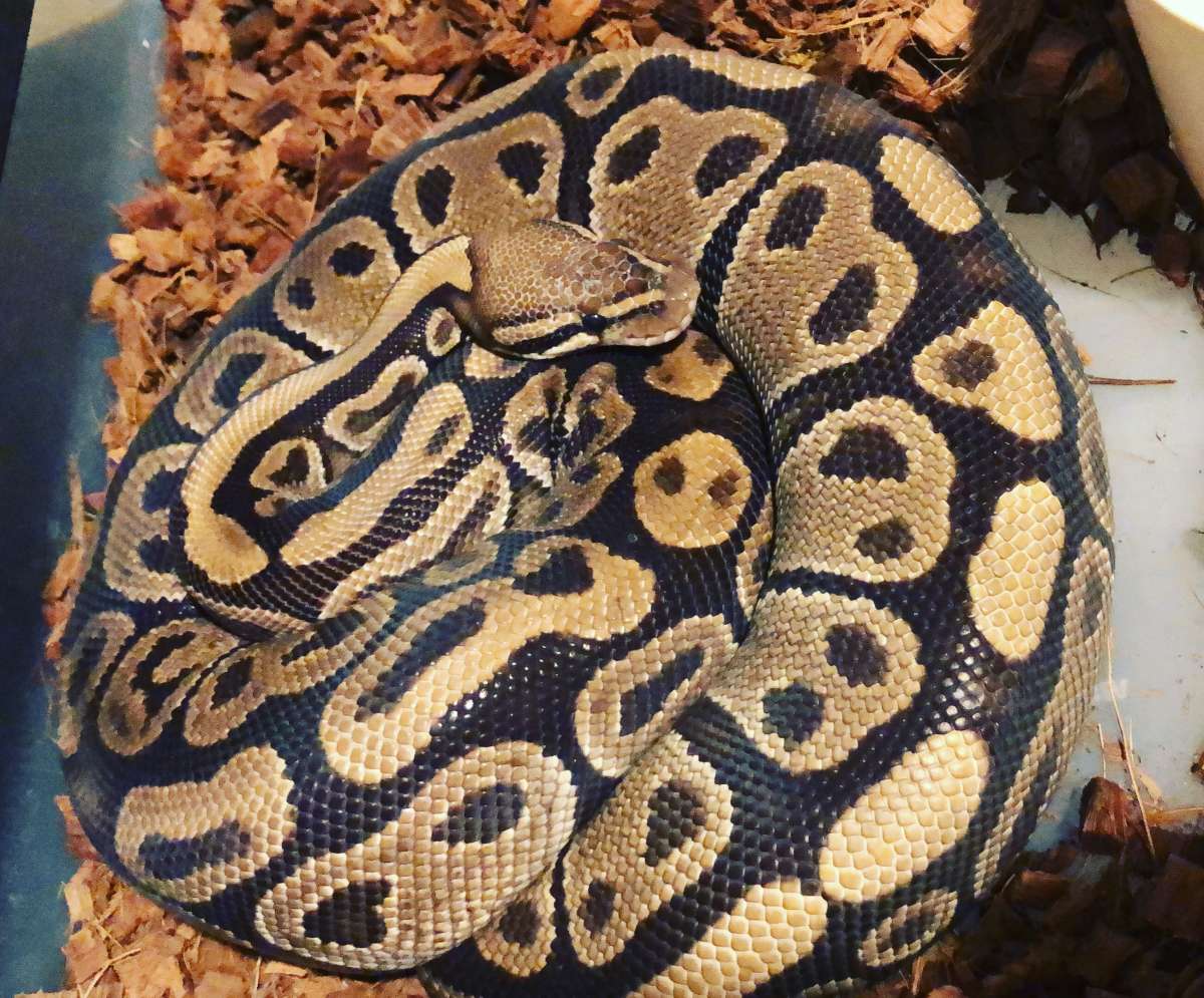 Cleopatra