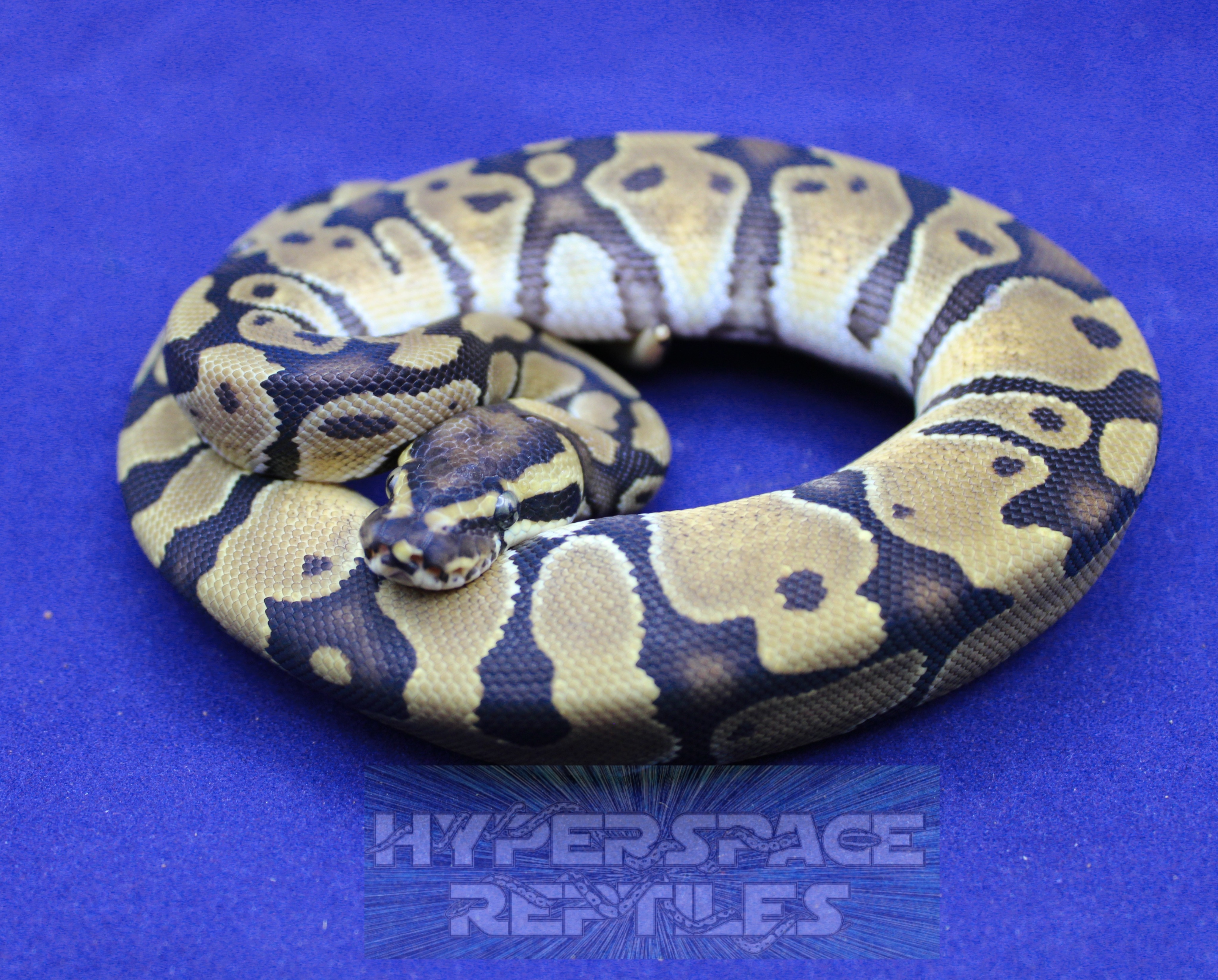 animal image