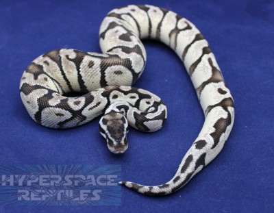 animal image