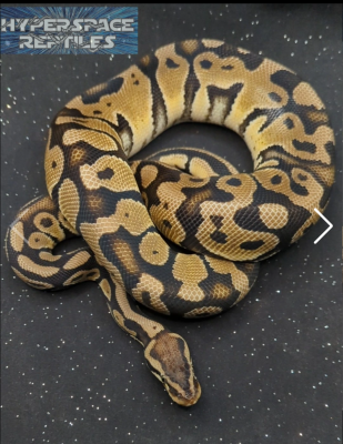 animal image