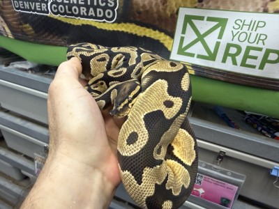 animal image