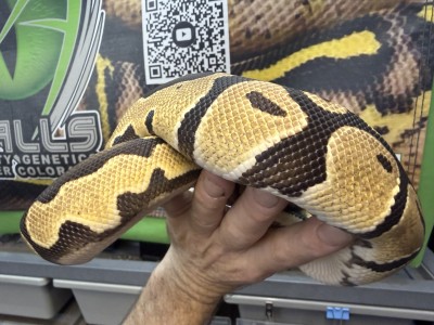 animal image
