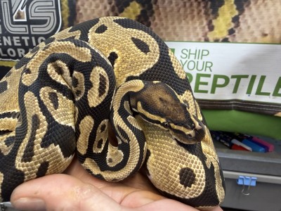 animal image