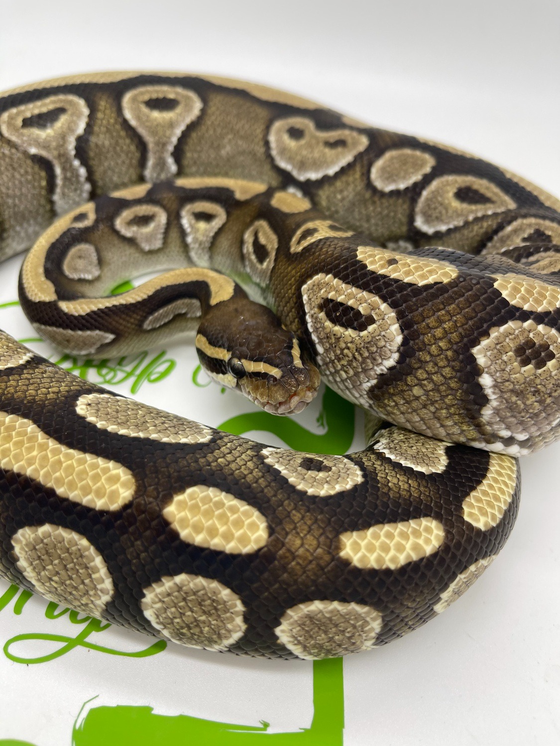 animal image