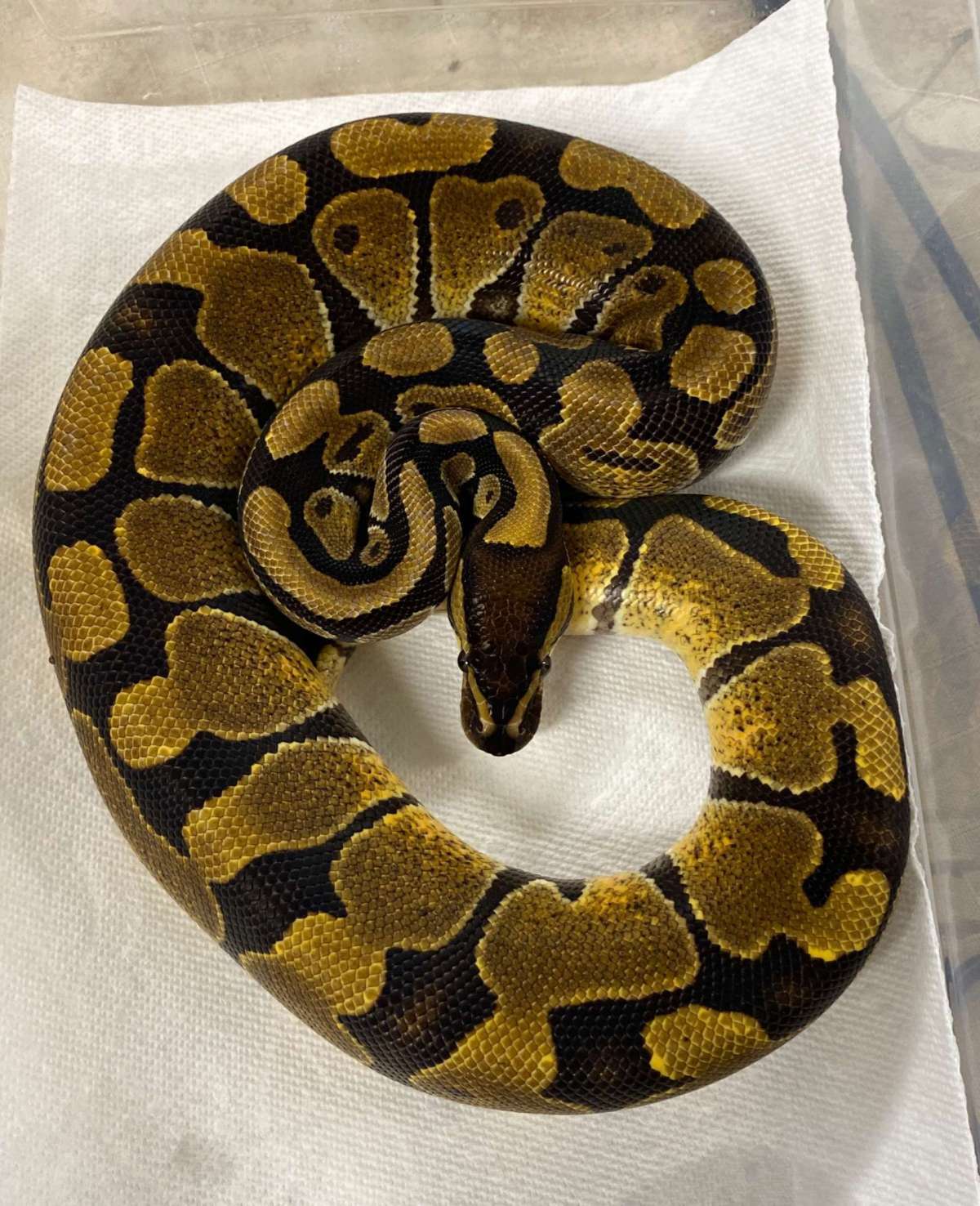 Enchi 50% OG