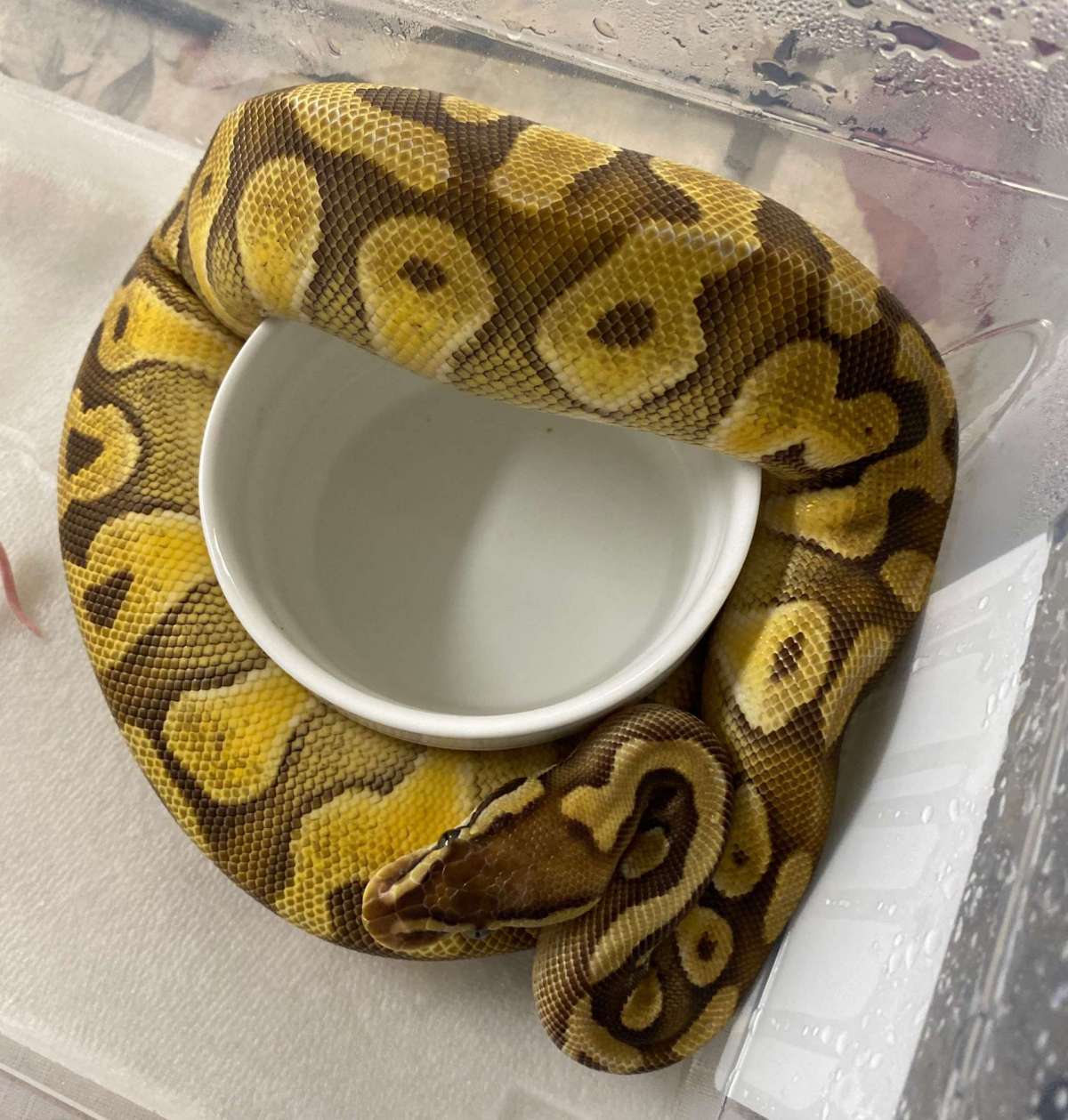 Mojave Enchi Pastel 50% Het OG
