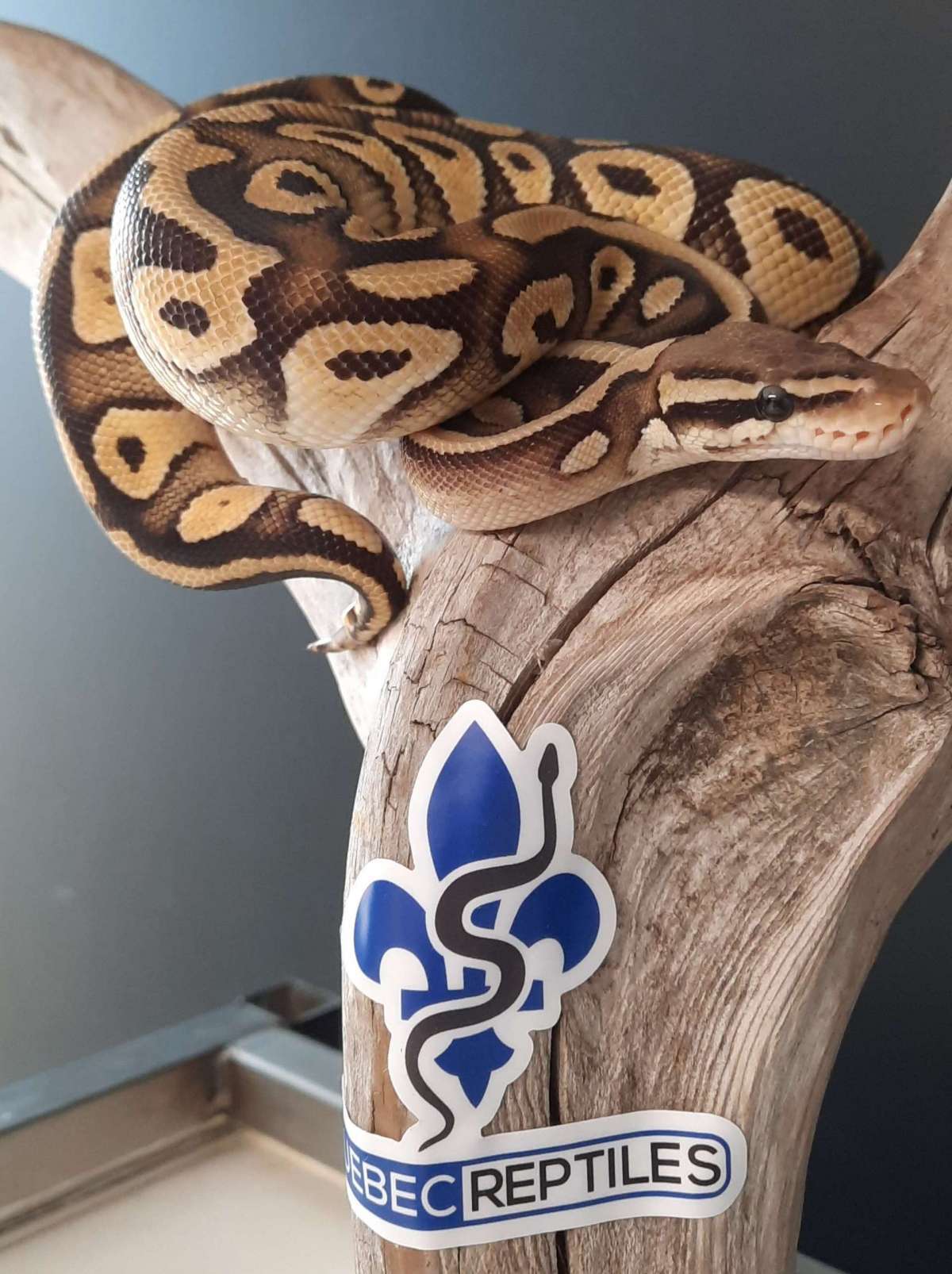 animal image