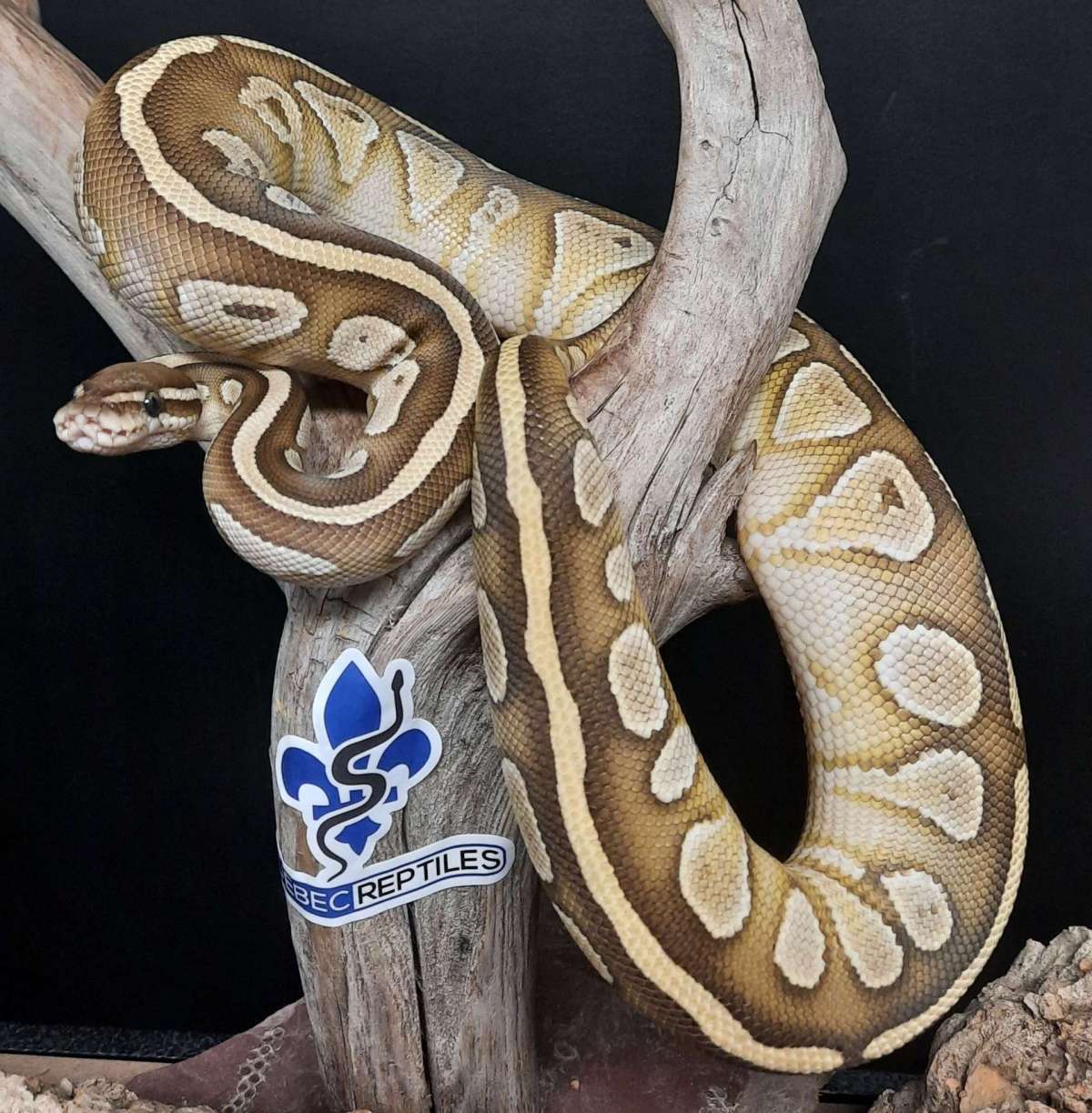 Lesser 50% Het Clown