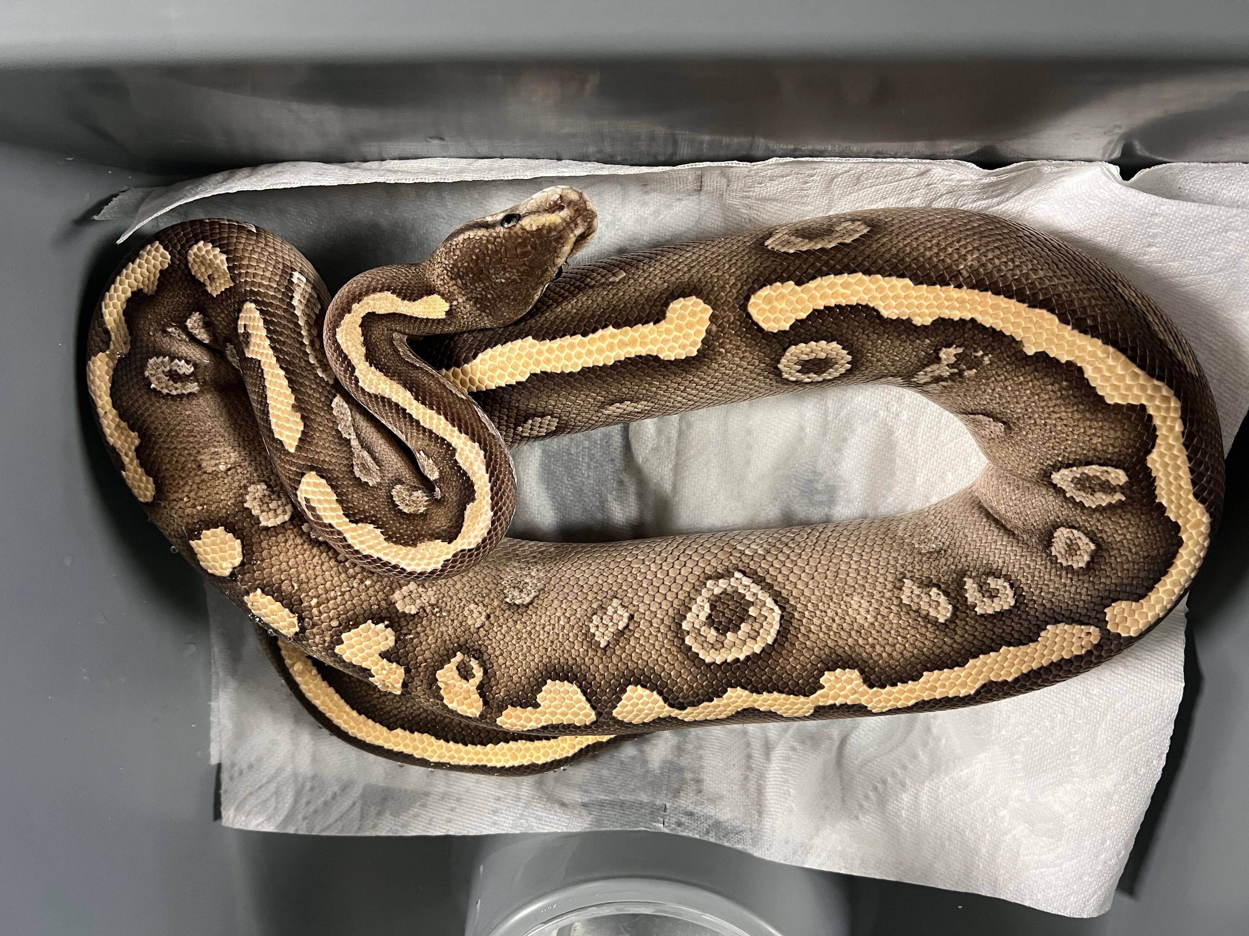 animal image
