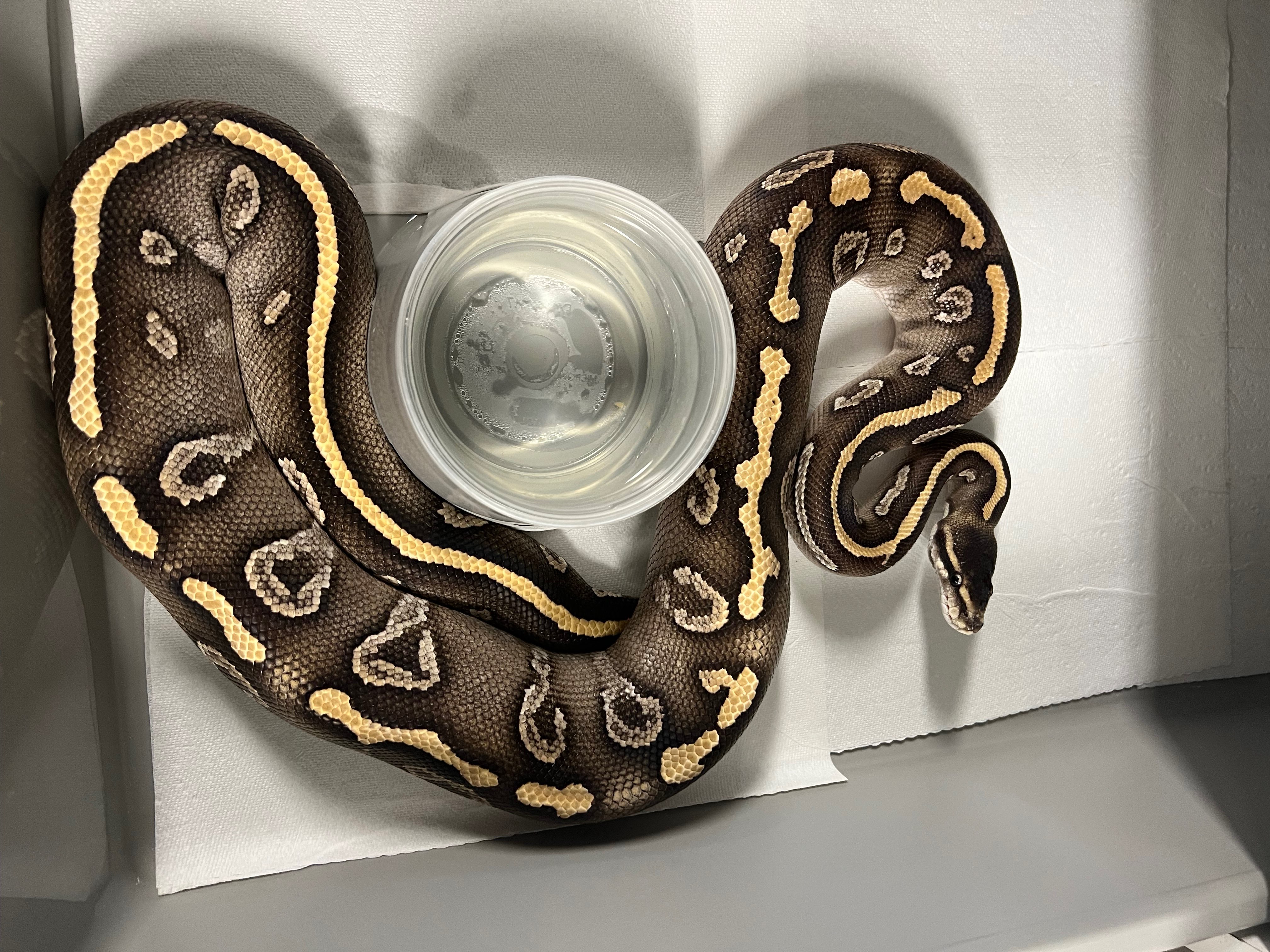 animal image