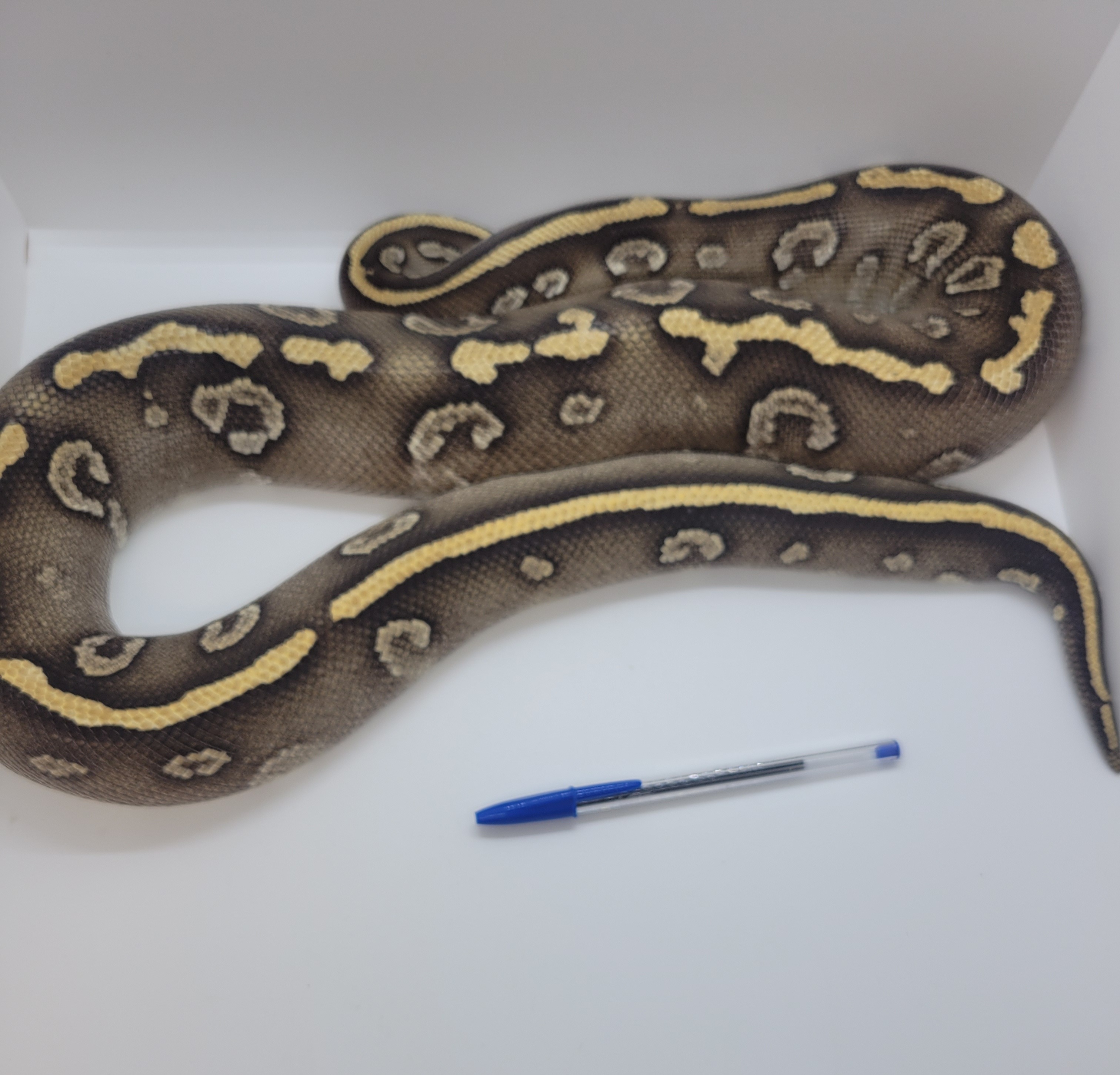 animal image