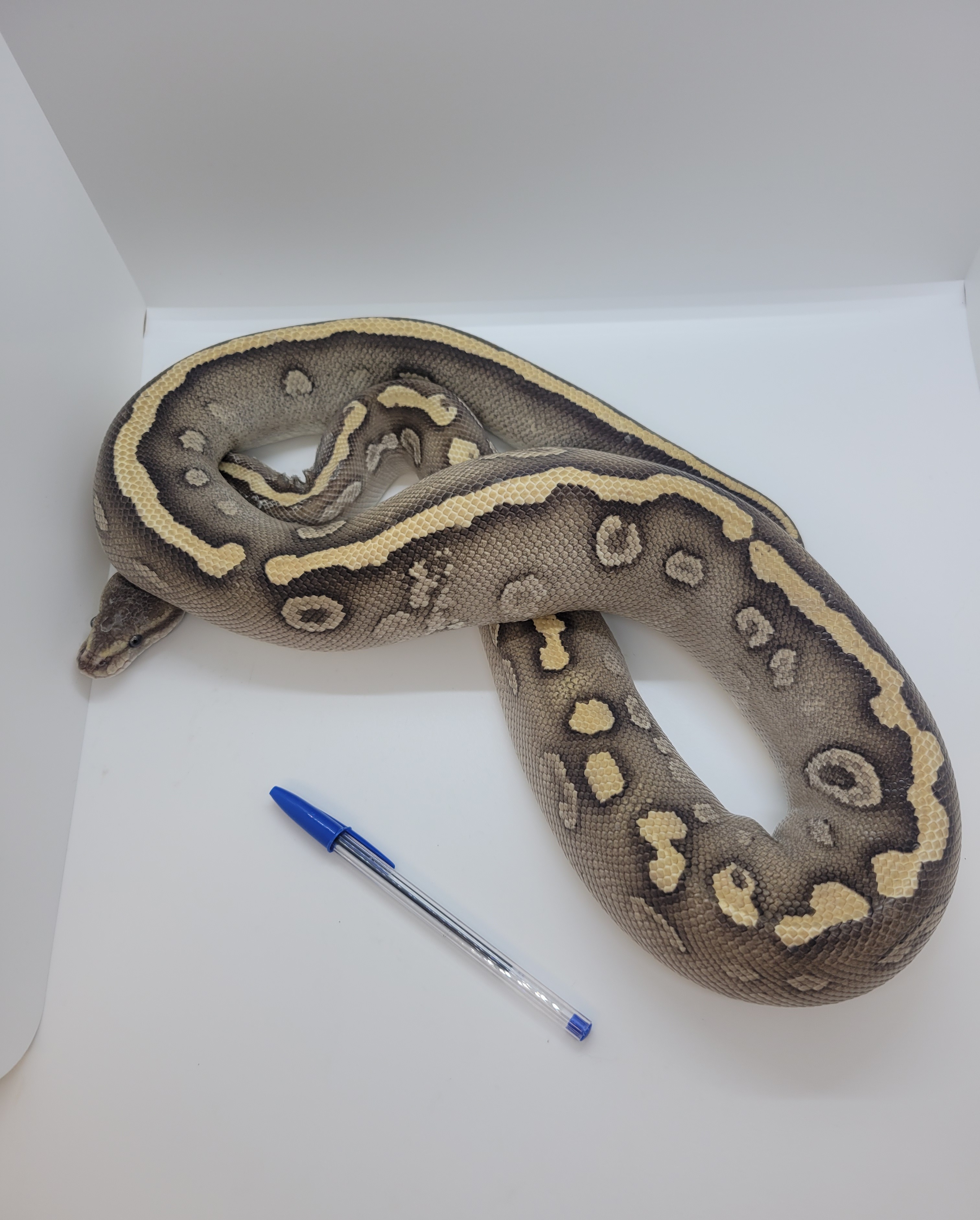 animal image