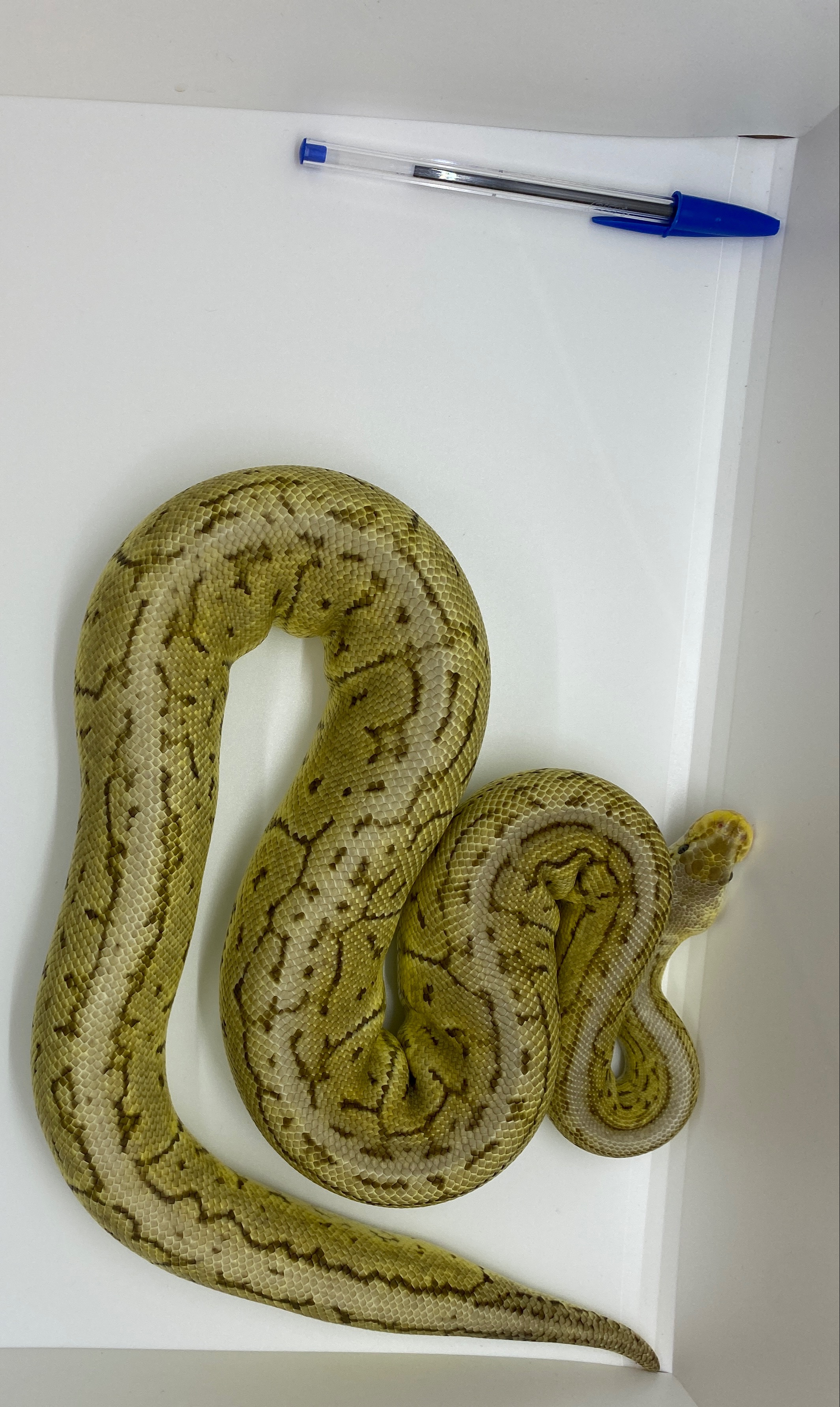 animal image
