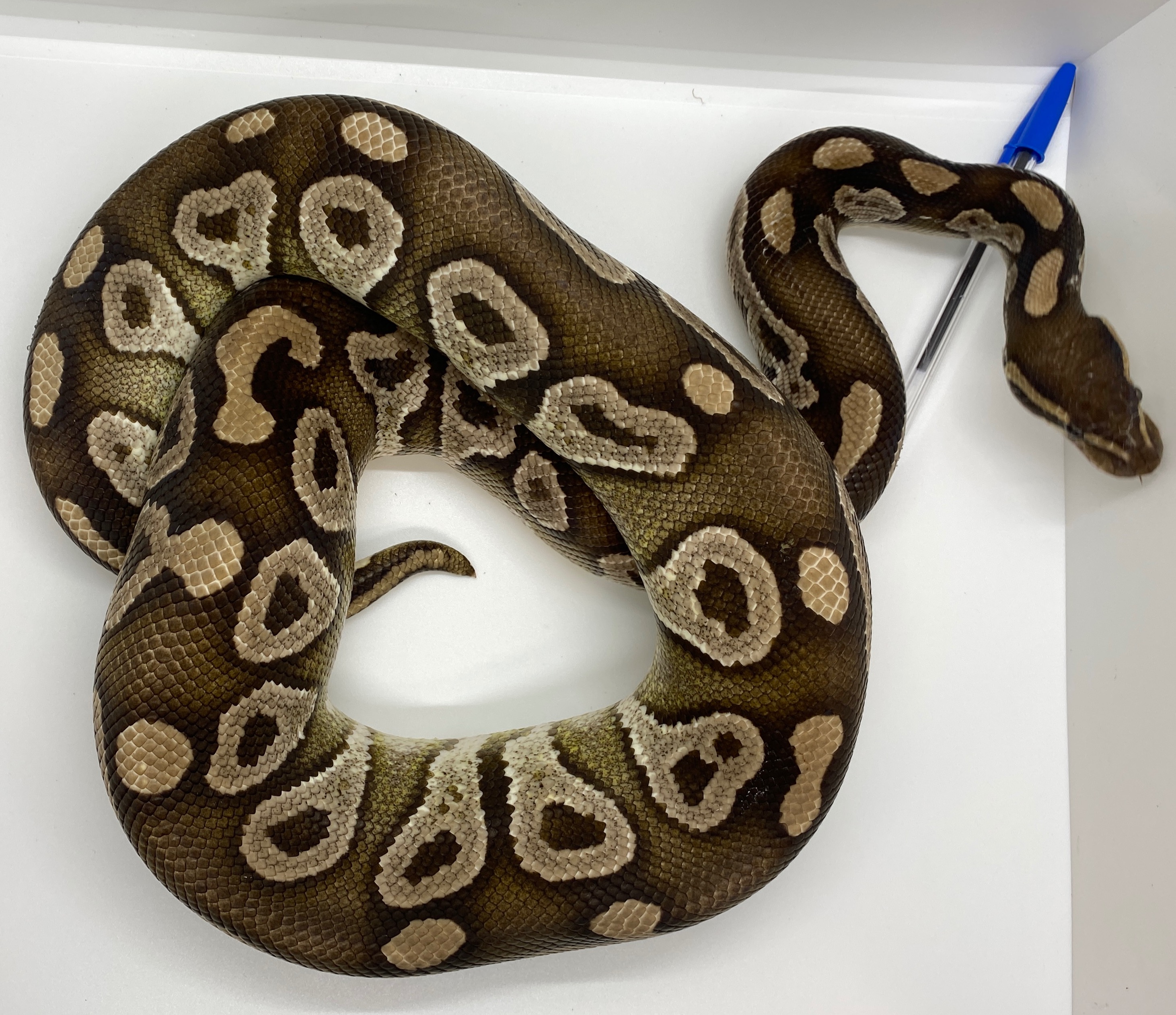 animal image