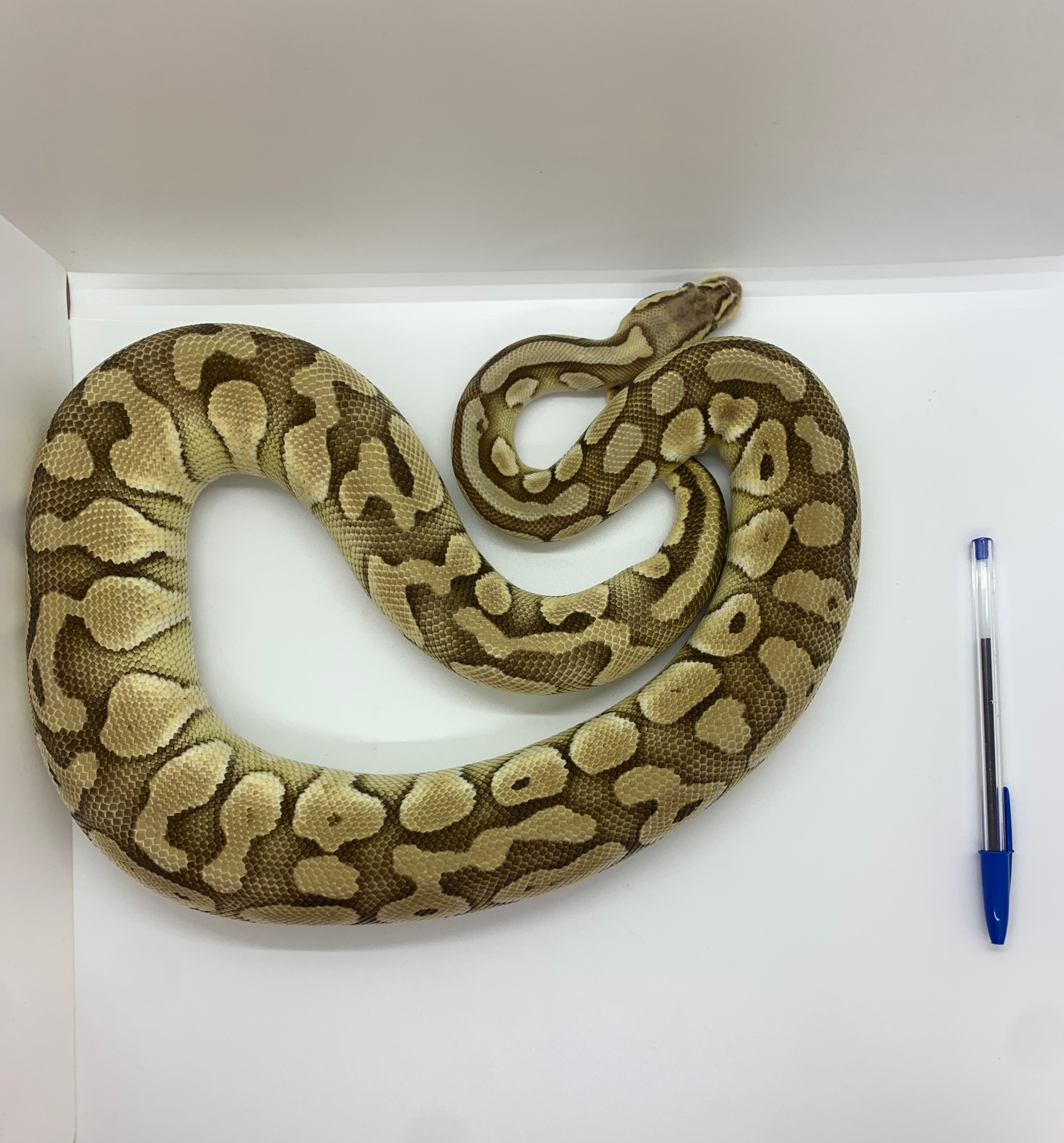 animal image