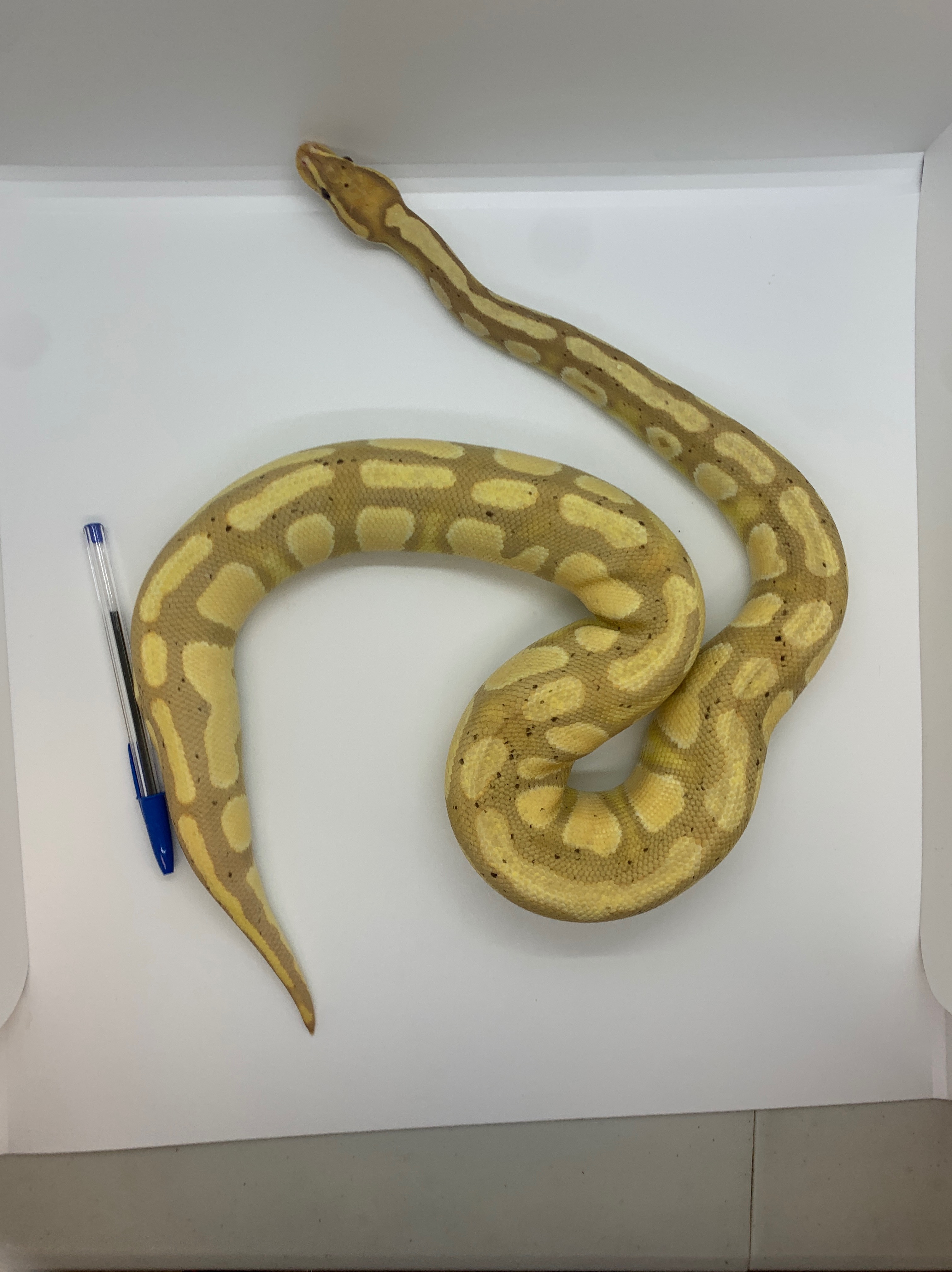 animal image