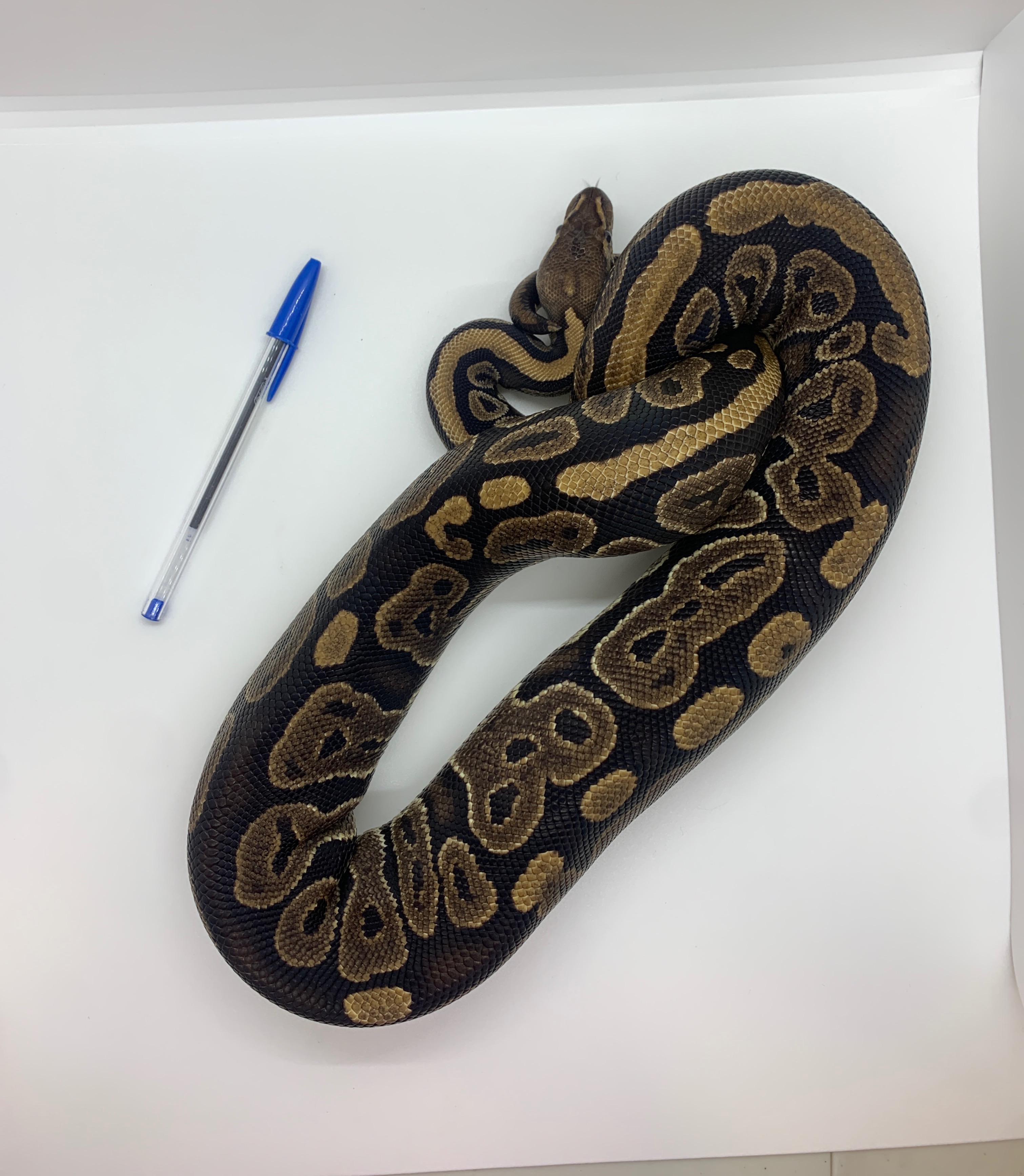 animal image