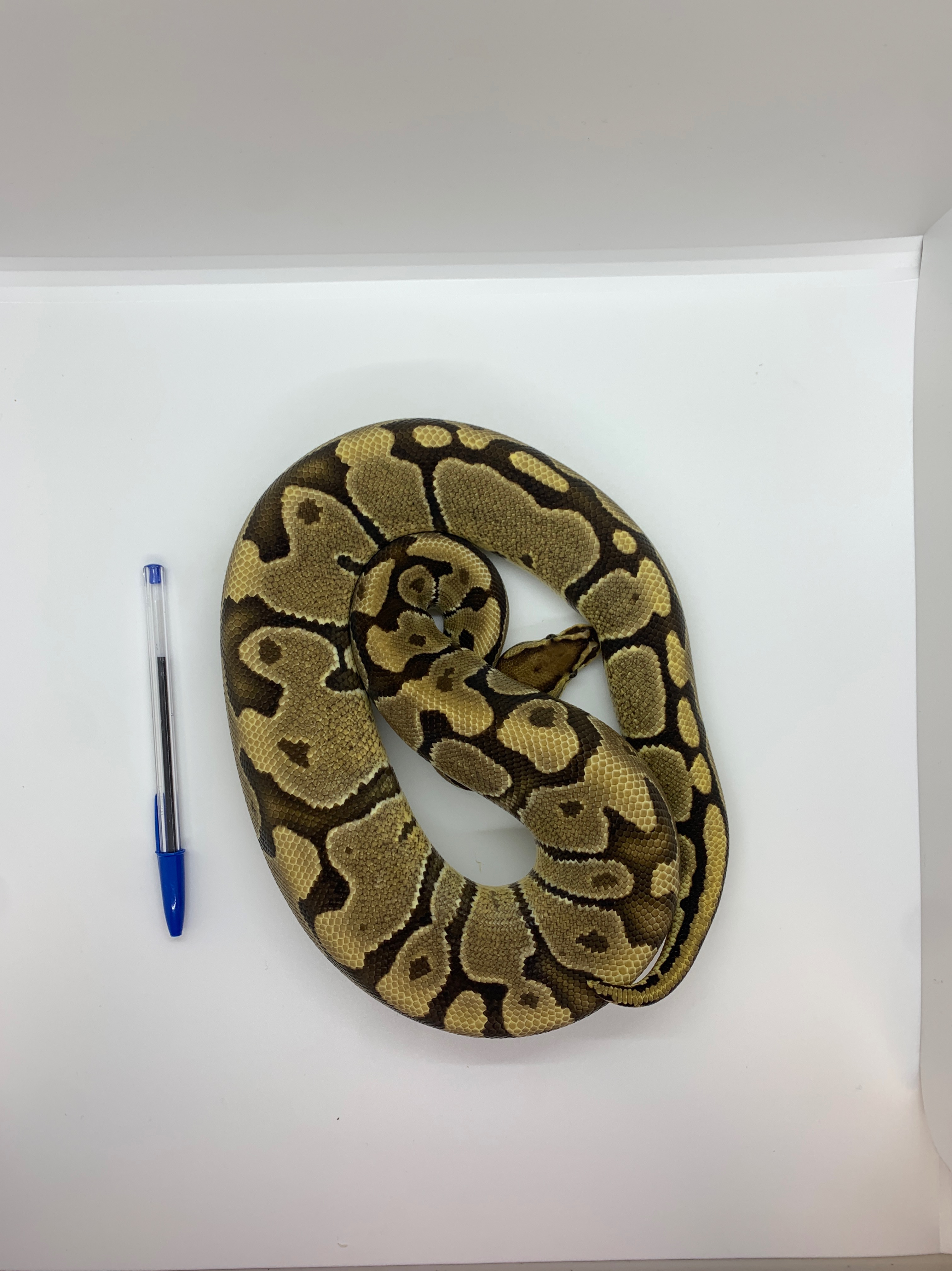 animal image