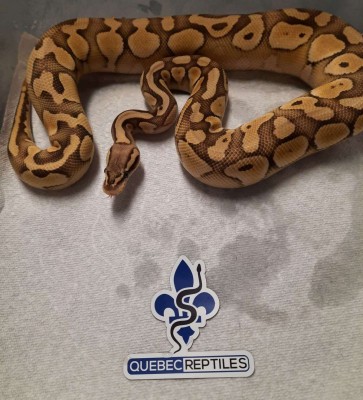 animal image