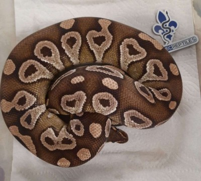 animal image