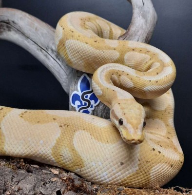 animal image