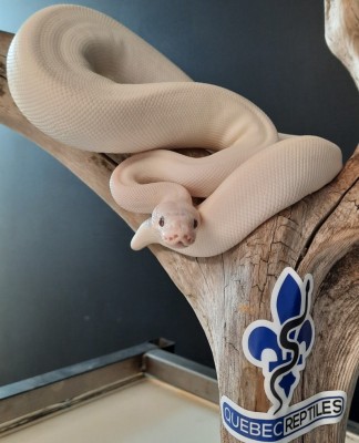 animal image