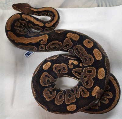animal image