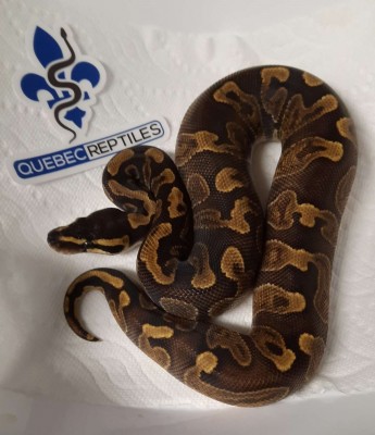 animal image