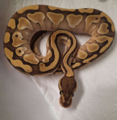 animal image