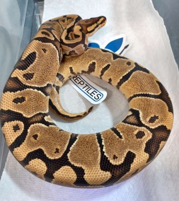 animal image