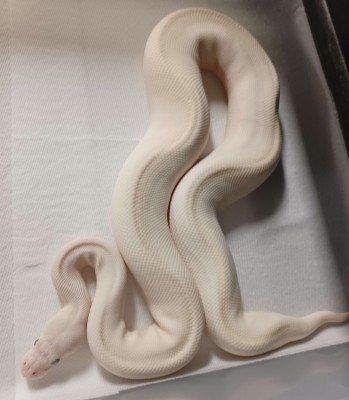 animal image