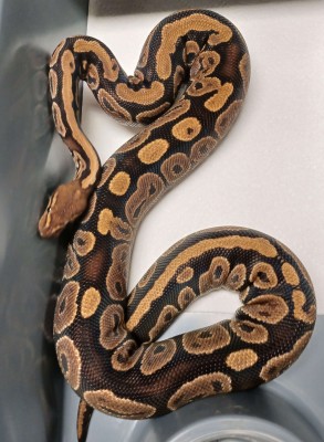 animal image