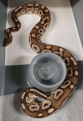 animal image