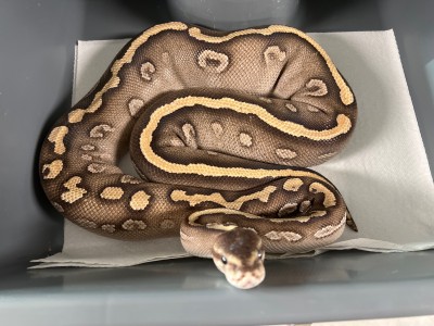 animal image