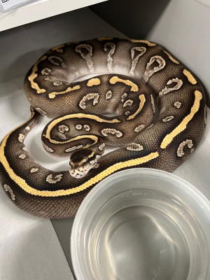 animal image