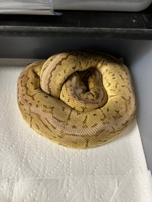 animal image
