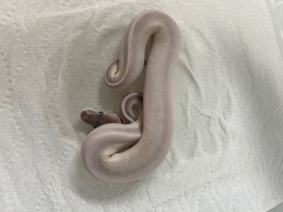 animal image