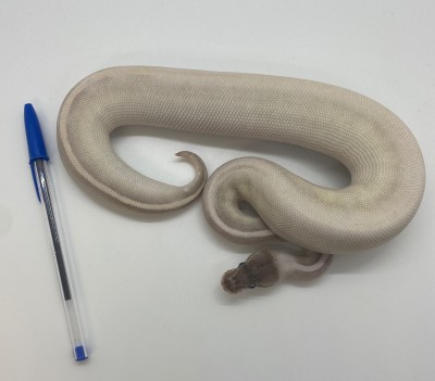 animal image