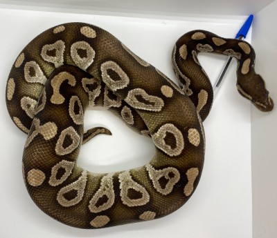 animal image