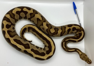 animal image