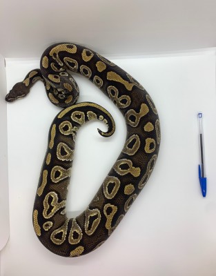 animal image