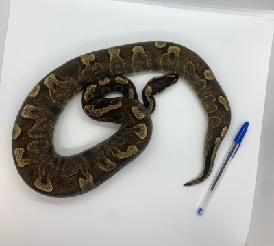 animal image