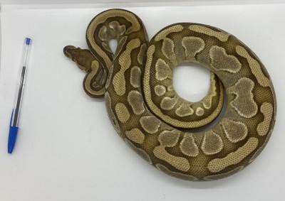 animal image