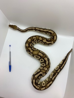animal image