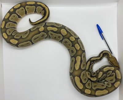 animal image