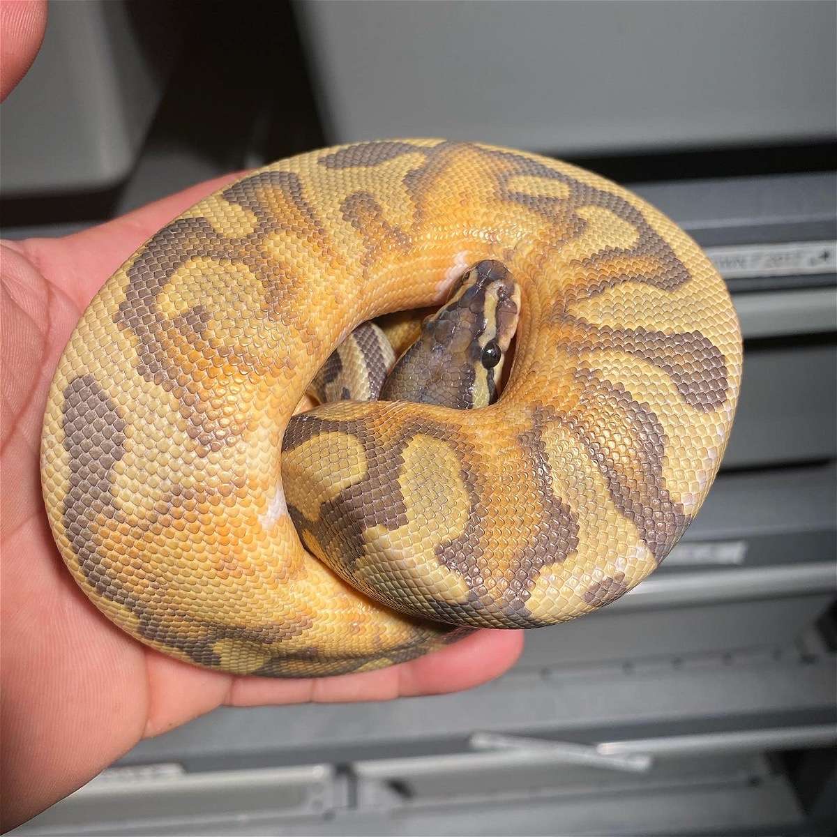 1.0 ENCHI HYPO PIED