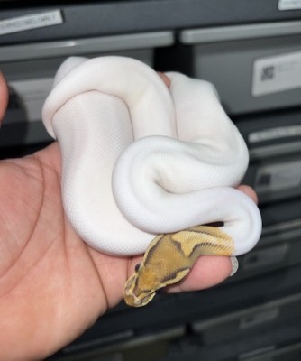 animal image
