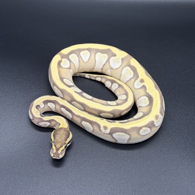 animal image