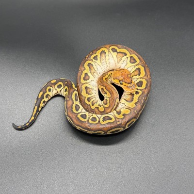animal image